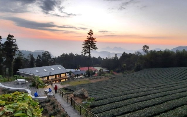 嘉義茶園 群峰 雲海