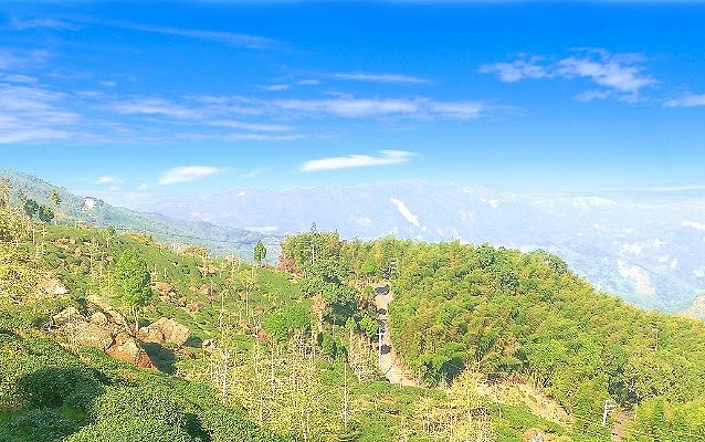 溪頭茶園